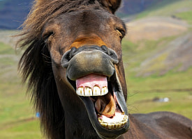 Как и почему ржут лошади? Вот что показал эксперимент с камерой в носу