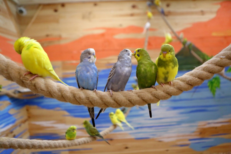 Попугайня в Витебске 1.jpg