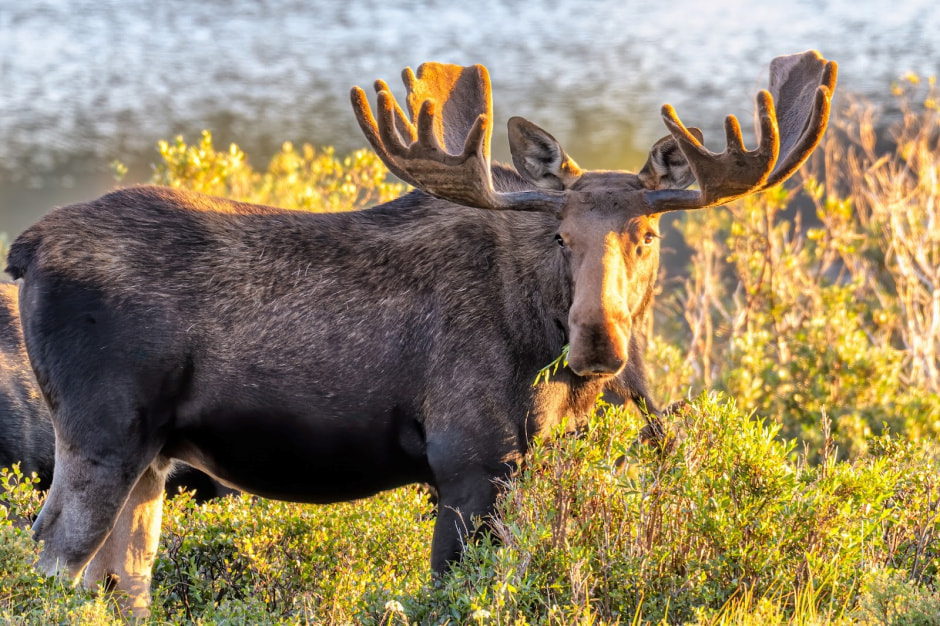 Следы животных 15.jpg