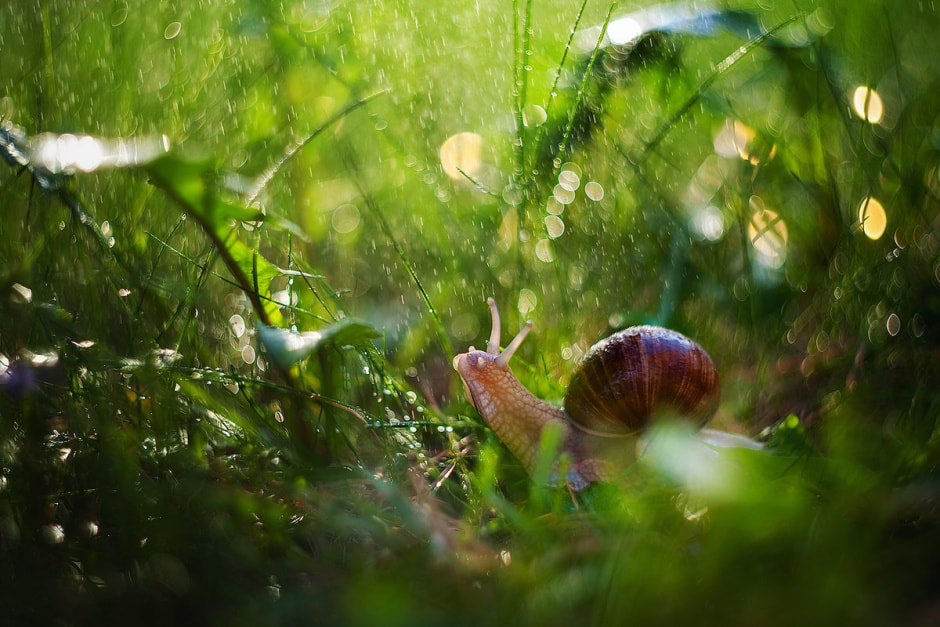 улитка в траве