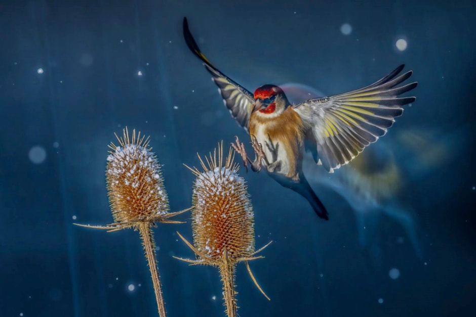 Фотоконкурсы дикой природы 2024 15.jpg