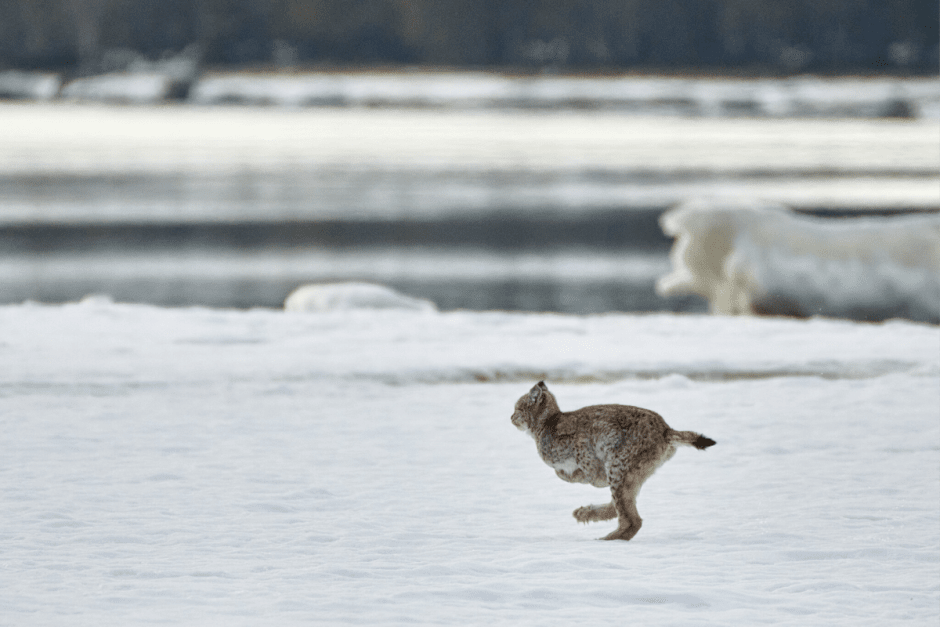 Чем знаменита рысь 7.png