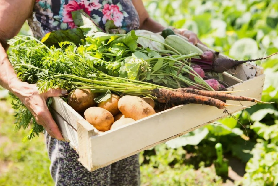 хранение овощей хранение овощей.jpg