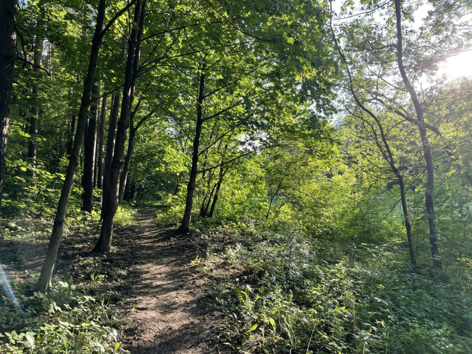 лето лес.jpg лето лес.jpg