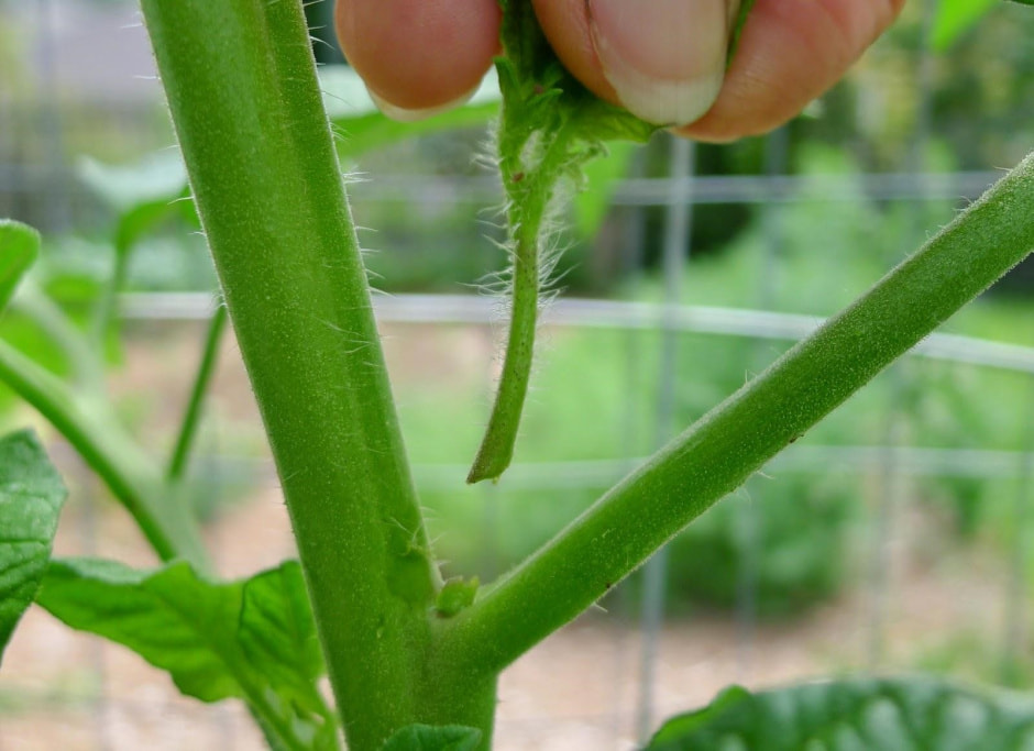 Пасынкование томатов 5.jpg