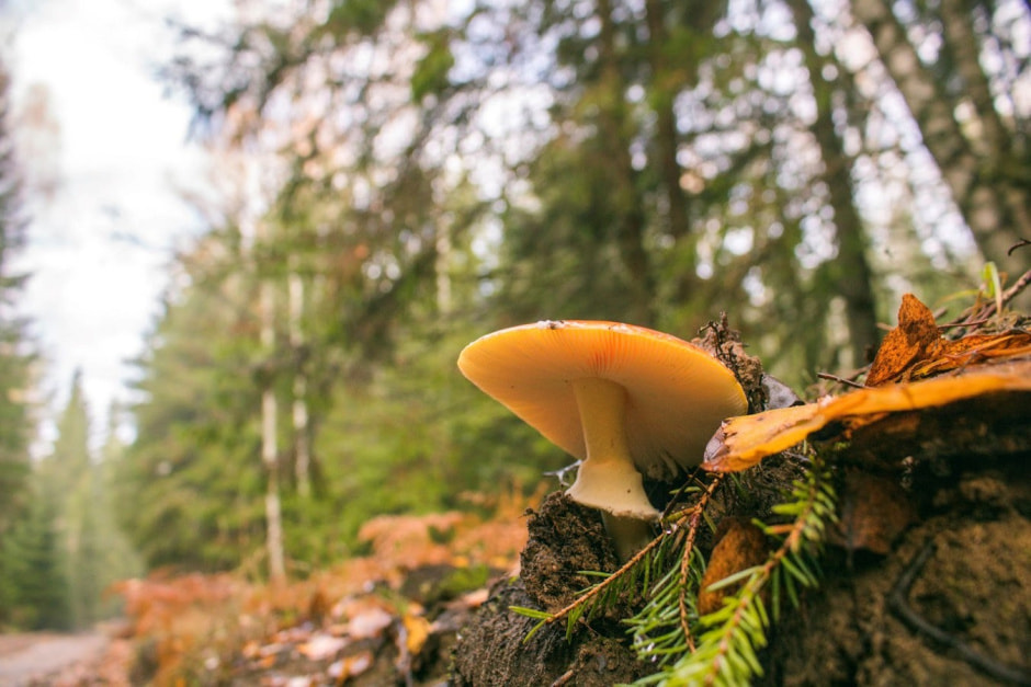 Одни на целый хутор Красный бор 16.jpg