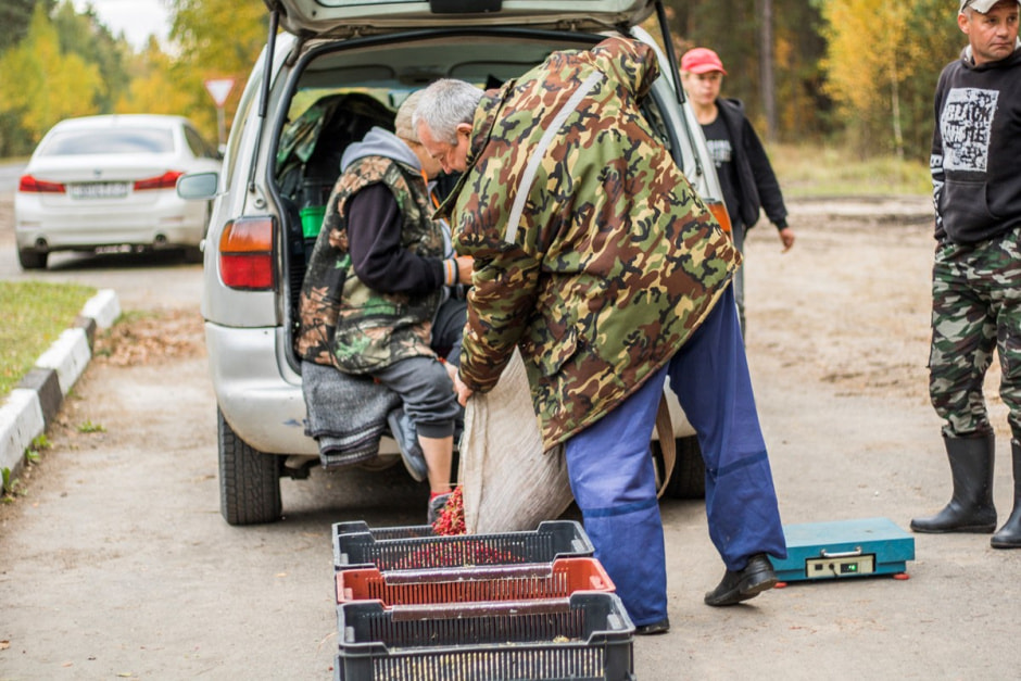 Сбор клюквы 10.jpg