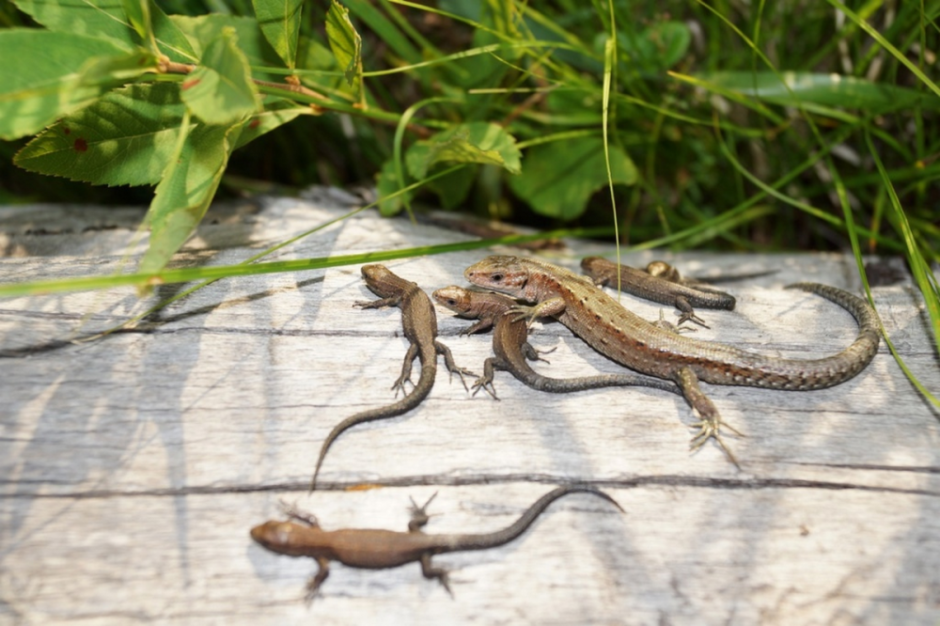 Живородящая ящерица 8.png