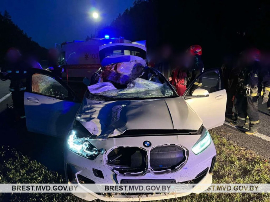 ДТП с диким животным