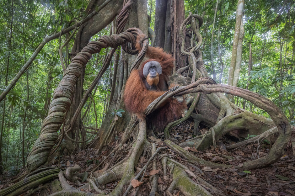 Позируя на душителе, Северная Суматра, фото Марко Гайотти