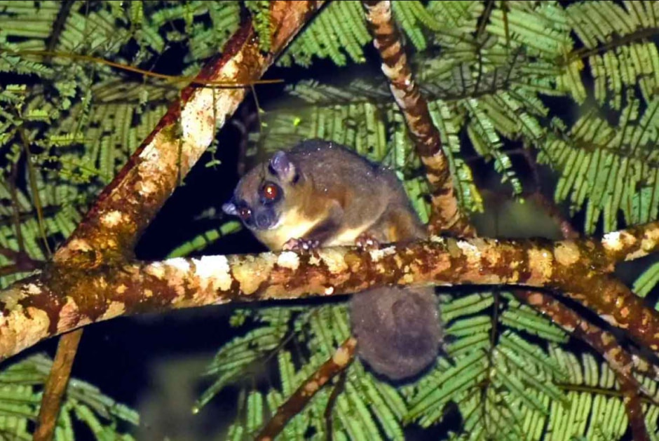 кольцехвостый планер