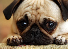 Когда белорусам после смерти домашнего питомца грозит штраф до 1350 рублей? Адвокат расставила точки над i