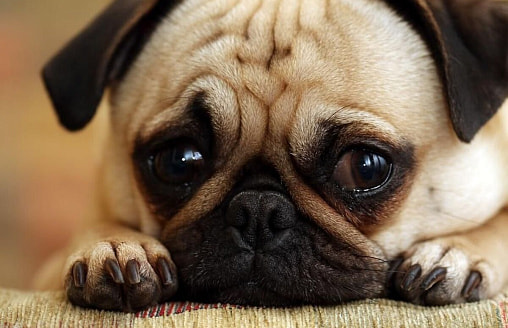 Когда белорусам после смерти домашнего питомца грозит штраф до 1350 рублей? Адвокат расставила точки над i