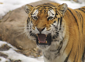 «Тигру не докладывают мяса» – В Гродненском зоопарке рассказали о «голодных днях» хищника