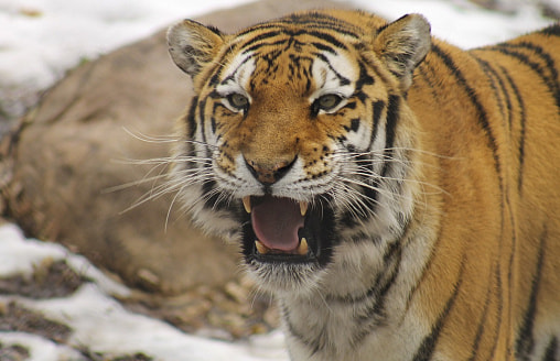 «Тигру не докладывают мяса» – В Гродненском зоопарке рассказали о «голодных днях» хищника