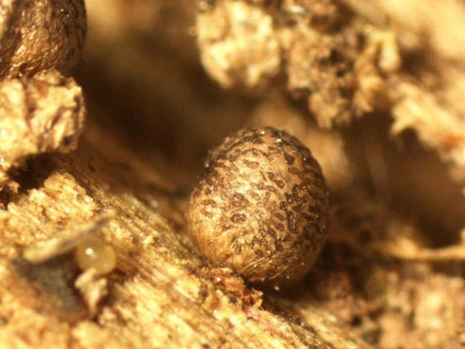 миксомицет