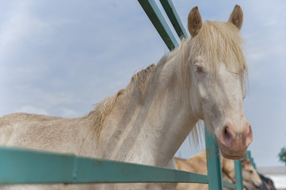 Лошади в Столинском районе 23.jpg