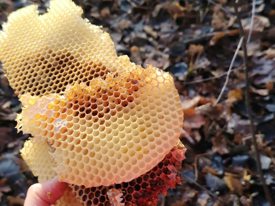 Как бортник спасает на Полесье черных пчел 4.jpg