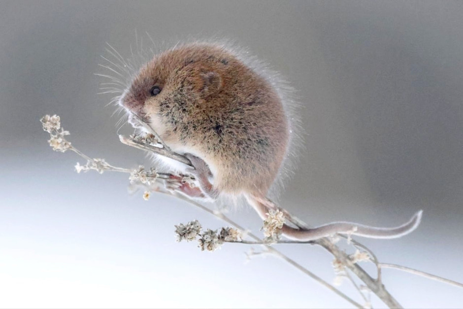 Мышь-малютка 2.jpg