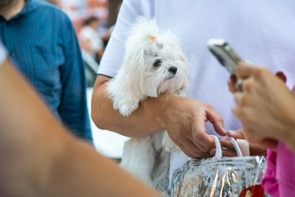 Фермеры Хлев и сыр 3.jpg