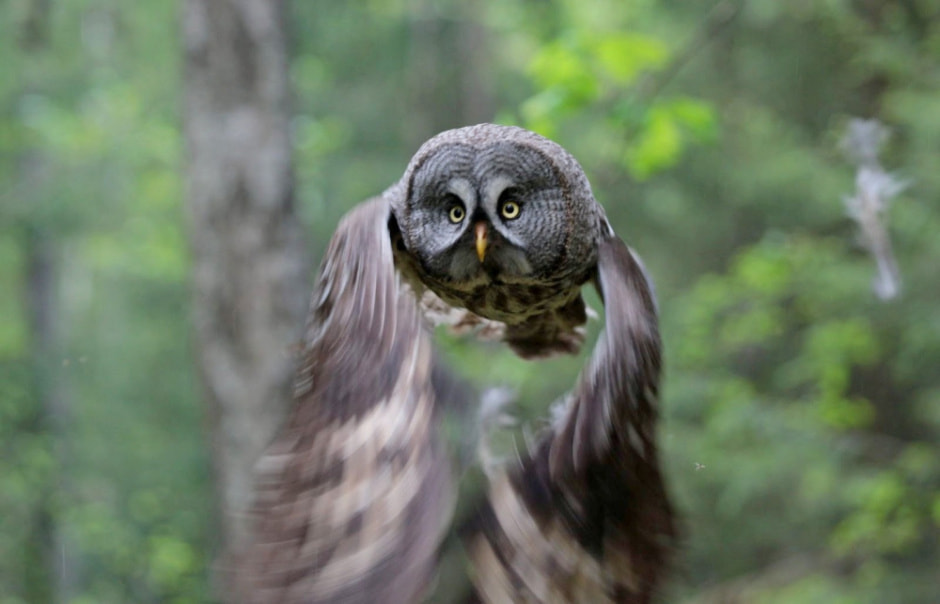 Тонкости фотоохоты от Сергея Плыткевича 14.jpg