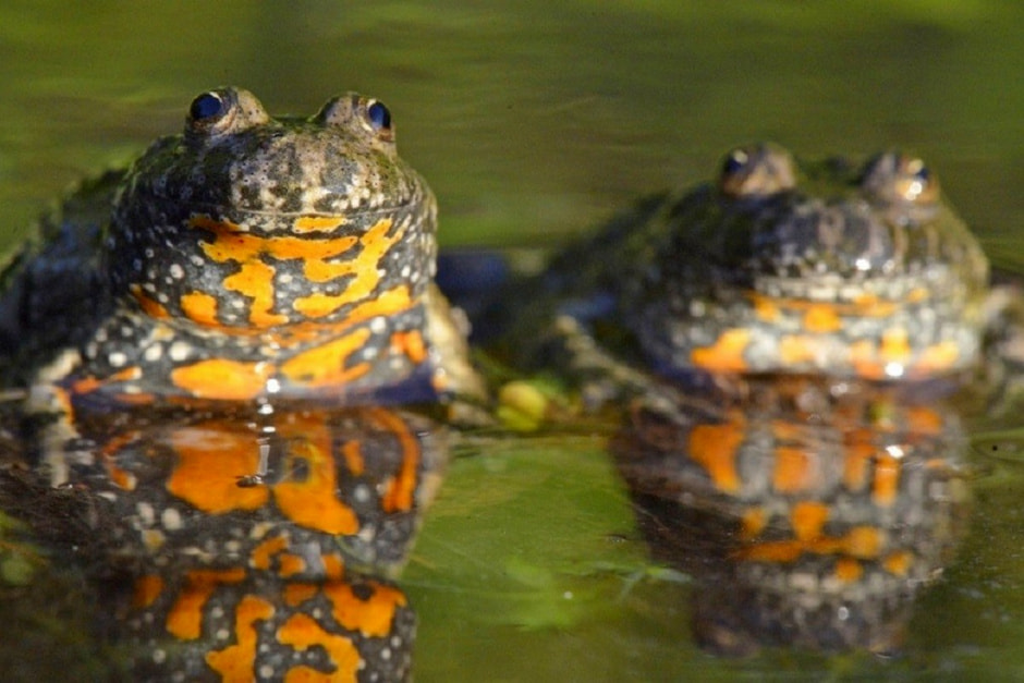 10-Краснобрюхая жерлянка.jpg