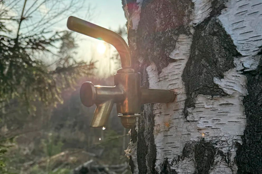 Пиво и березы 2.jpg