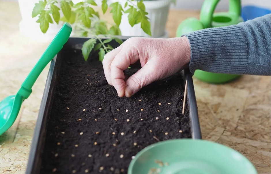 семена в земле