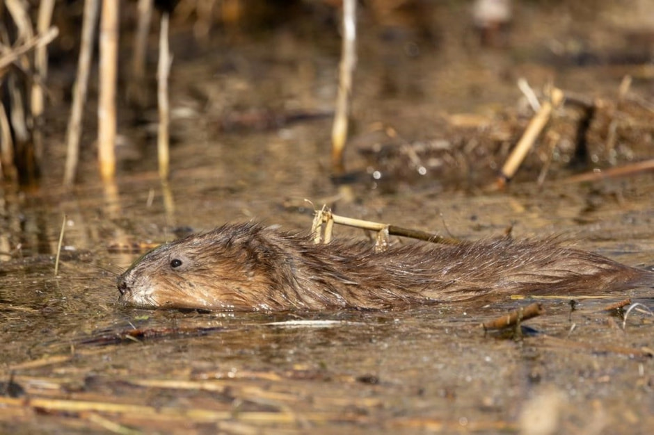 Ондатры 2.jpg