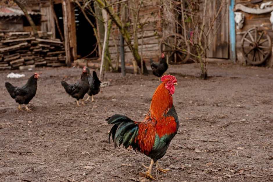 Майстар з Палесся 27.jpg