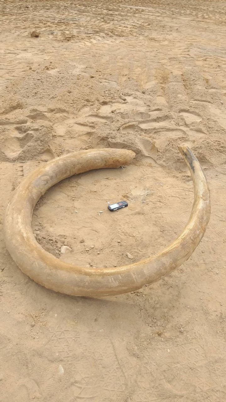 Бивень мамонта в Витебске