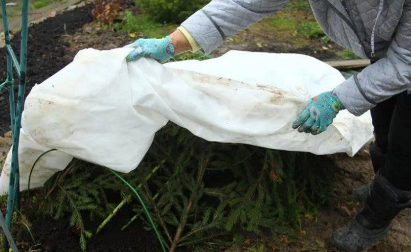 укрывать растения на зиму 1.jpg