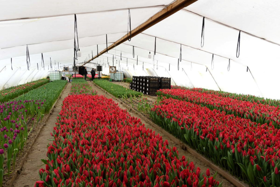 Как на Полесье выращивают тюльпаны 22.jpg