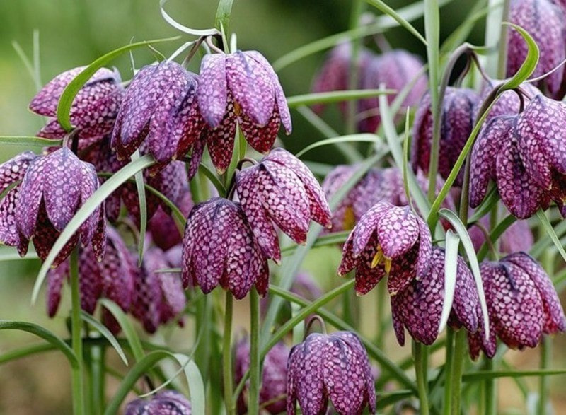 луковичные10.jpg луковичные10.jpg