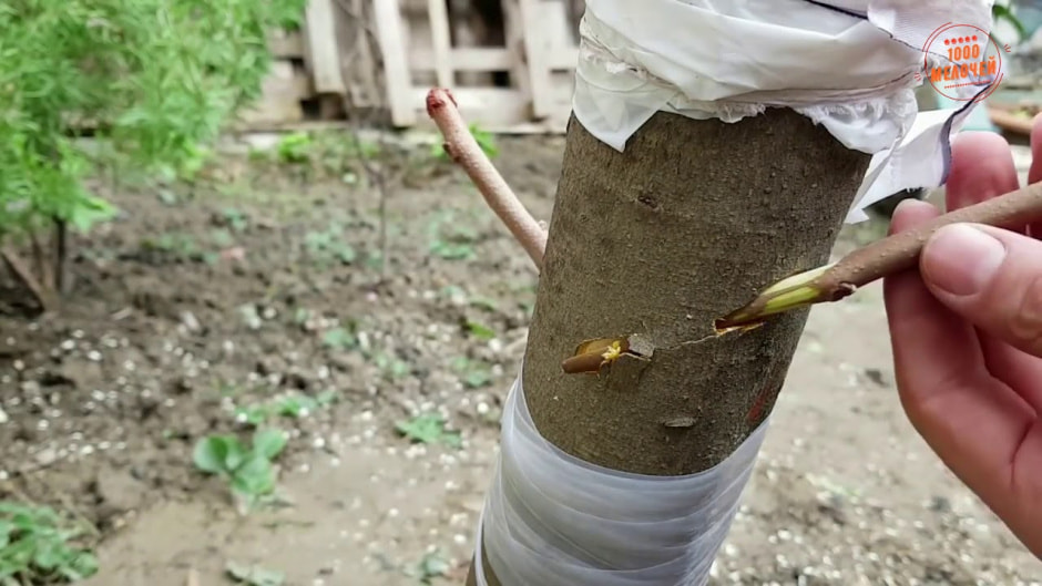 Дерево, прививка Дерево, прививка.jpg