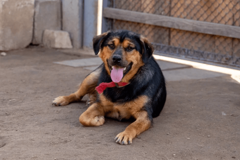 Закон о животных 5.png