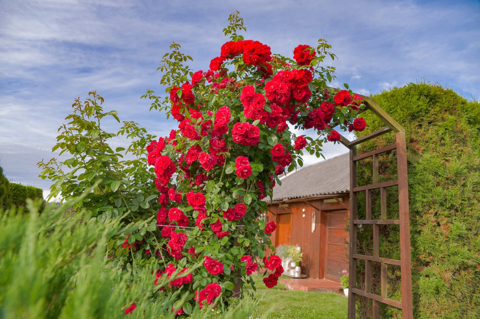 Лавандовый сад в Барово 11.jpg