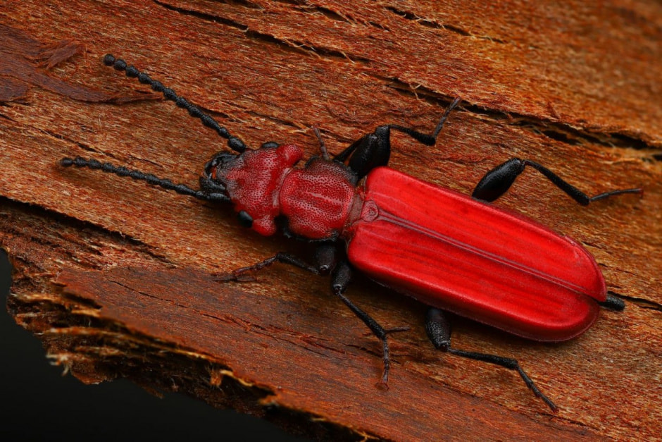 Фотограф насекомых 7.jpg