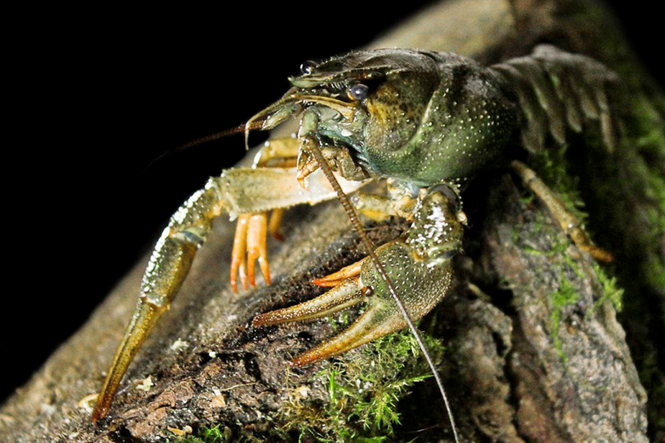 Речные раки 9.png