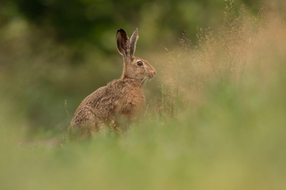 7-Заяц-русак в пушистой траве.jpg