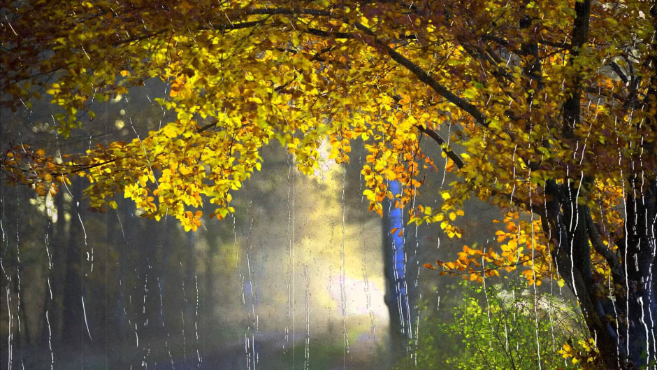 осень дождь