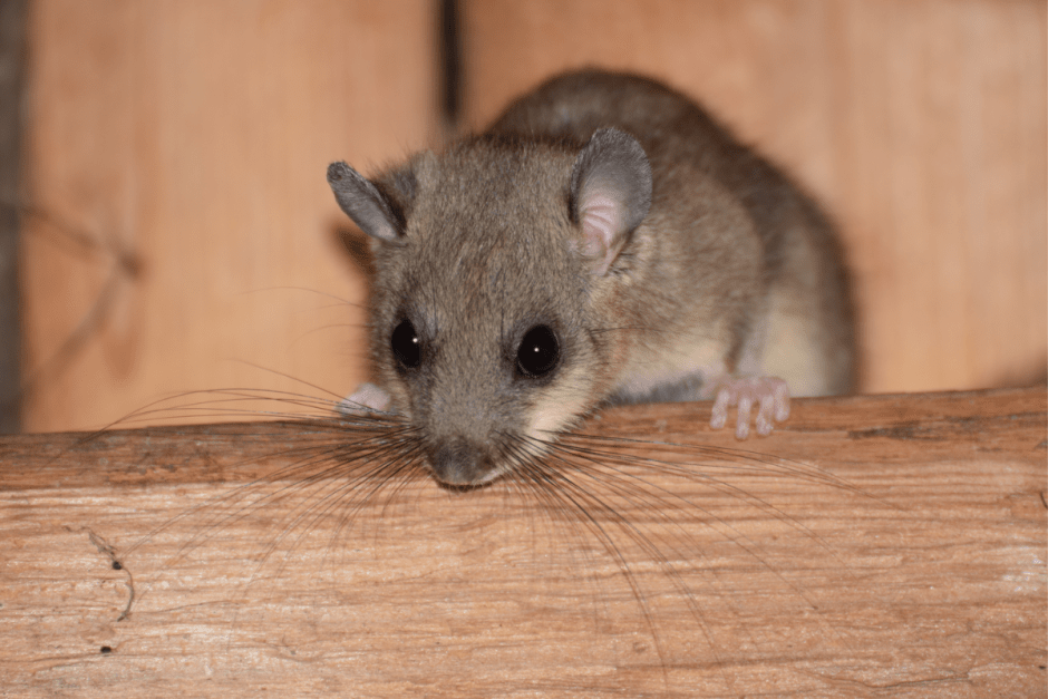 Соня-полчок 8.png