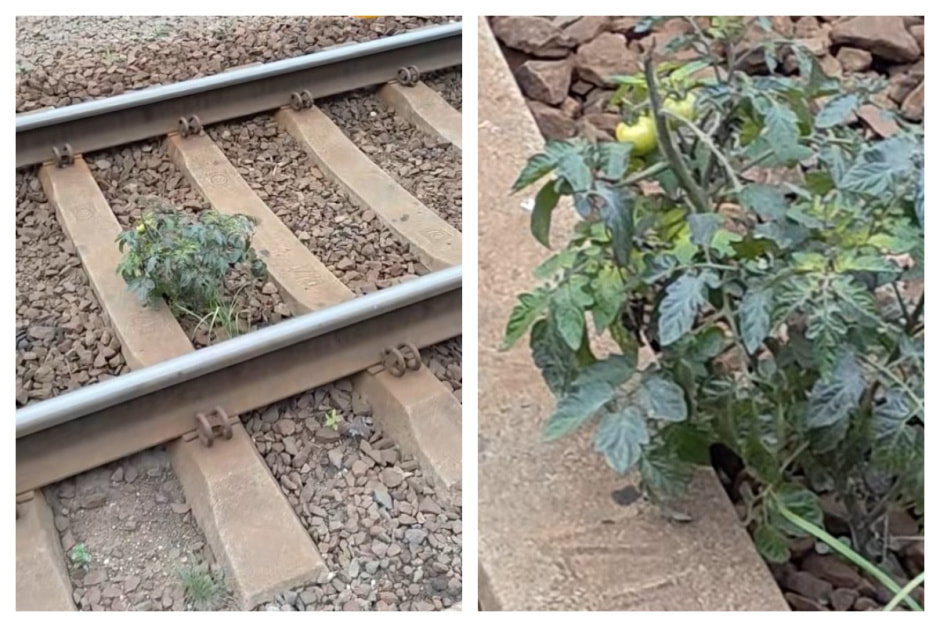 помидоры на вокзале в Минске