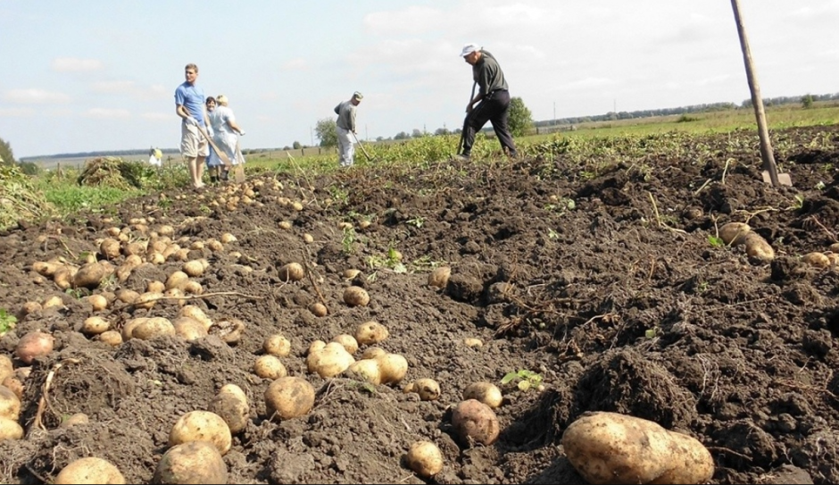 копание картошки копание картошки