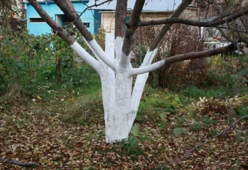 побелка 2.jpg