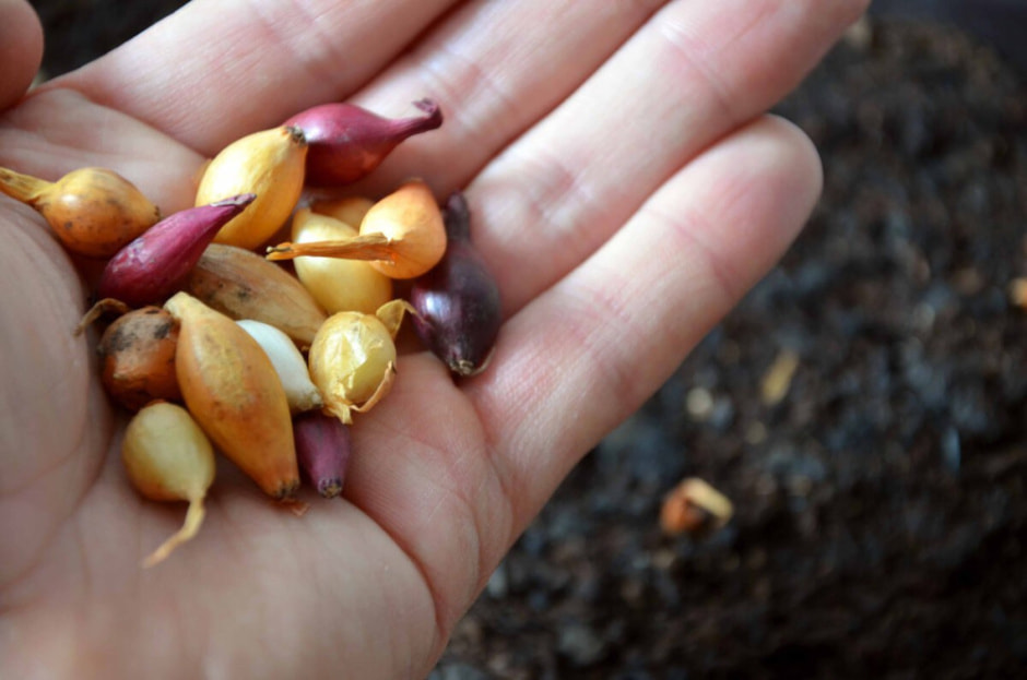 Как правильно посадить озимый лук есть нюансы (2).jpg