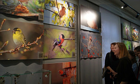 Красавцы в шляпах и лесные эльфы. В Бресте открылась выставка “Беларусь – краіна райскіх птушак”