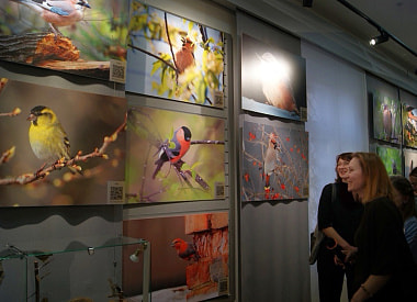 Красавцы в шляпах и лесные эльфы. В Бресте открылась выставка “Беларусь – краіна райскіх птушак”