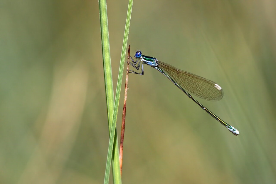 Стрекозы в Беларуси 11.jpg