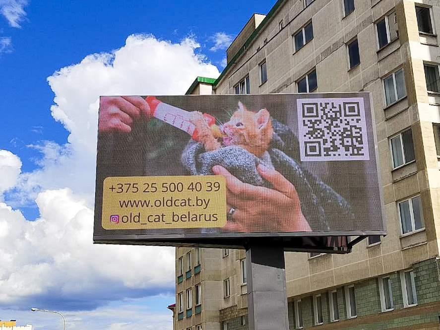 Старый кот.jpg